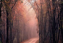 四件非遗产品冲击 “四川伴手礼” 小龙虾美食周吸金千万